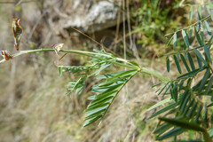 Vicia onobrychioides