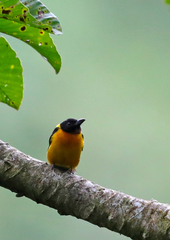 Lanio fulvus