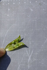 Vicia onobrychioides