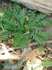 Lepidium didymum