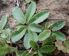 Alepidea capensis capensis