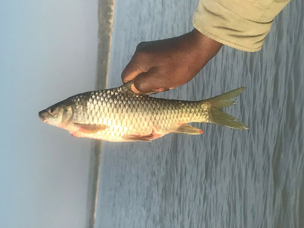 Gregory's labeo (Labeo gregorii) — Cyprinidae