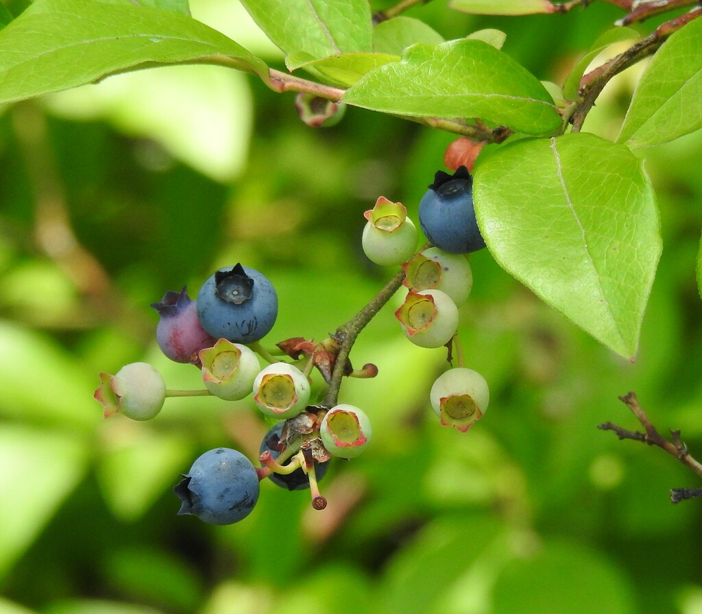 Vaccinium corymbosum — an easy houseplant, prefers full sun light