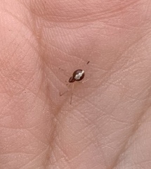 Neottiura bimaculata