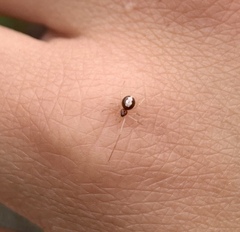 Neottiura bimaculata