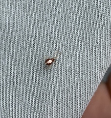 Neottiura bimaculata