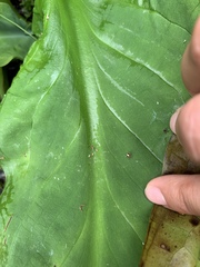 Neottiura bimaculata