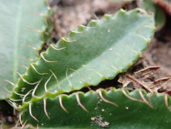 Alepidea capensis capensis