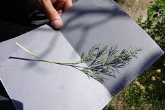 Trinia glauca