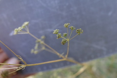 Trinia glauca