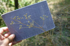 Trinia glauca