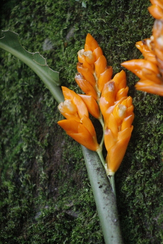 Stromanthe jacquinii