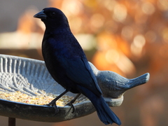 Molothrus bonariensis