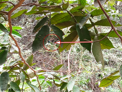 Momotus subrufescens