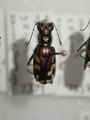 Cicindela fulgida