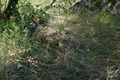 Trinia glauca