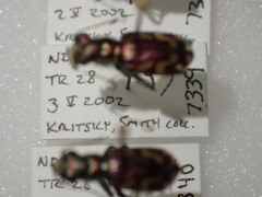 Cicindela fulgida