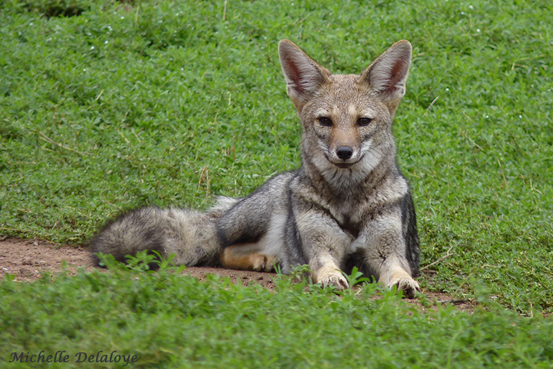 Pampas Fox