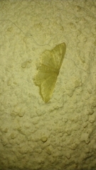 Idaea elongaria