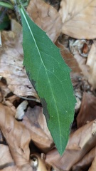 Hieracium laevigatum