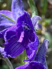 Delphinium brachycentrum