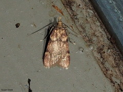Aglossa costiferalis