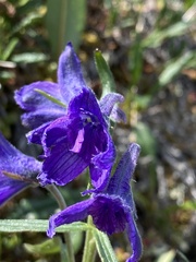Delphinium brachycentrum
