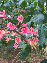 Aesculus × carnea