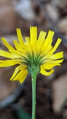 Hieracium laevigatum