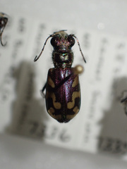 Cicindela fulgida