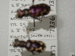 Cicindela fulgida