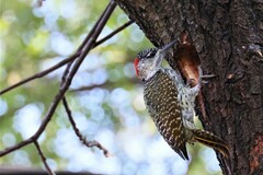 Campethera abingoni abingoni