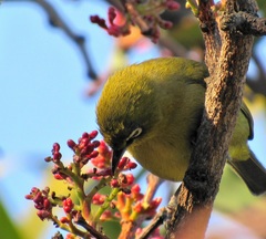 Zosterops virens virens