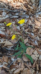 Hieracium laevigatum