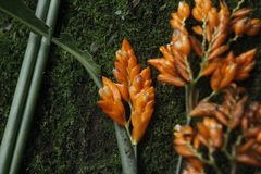 Stromanthe jacquinii