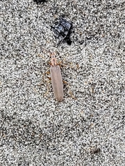 Copidita quadrimaculata