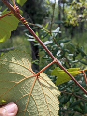 Vitis rufotomentosa