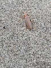 Copidita quadrimaculata