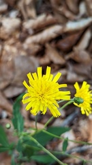 Hieracium laevigatum