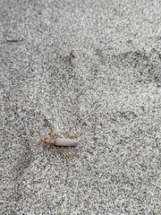 Copidita quadrimaculata