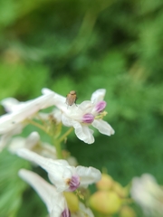 Corydalis caseana brachycarpa