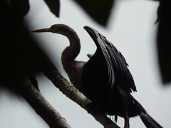 Anhinga anhinga