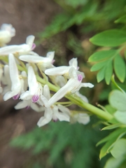 Corydalis caseana brachycarpa