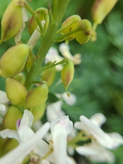 Corydalis caseana brachycarpa