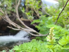 Corydalis caseana brachycarpa
