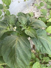 Solanum americanum