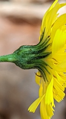 Hieracium laevigatum