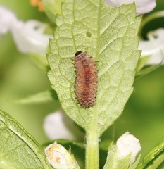 Kuschelina gibbitarsa