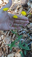 Hieracium laevigatum