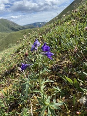 Delphinium brachycentrum